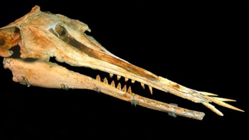 Crânio do Nihohae matakoi - Reprodução/Encyclopedia of New Zealand via Live Science
