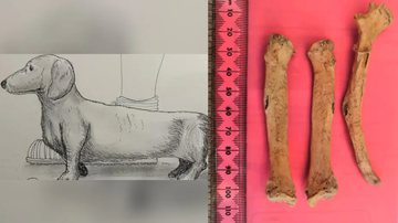 Imagem que retrata suposto porte da cadela e os ossos encontrados, respectivamente - Reprodução/Dig Ventures e Reprodução/Twitter/@Dr_Fishbones