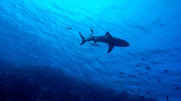 Imagem ilustrativa de um tubarão - Reprodução/Pixabay/Des Kerrigan