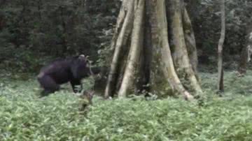 Chimpanzé fazendo barulho na árvore para se comunica - Reprodução/Vídeo/BBC News Brasil