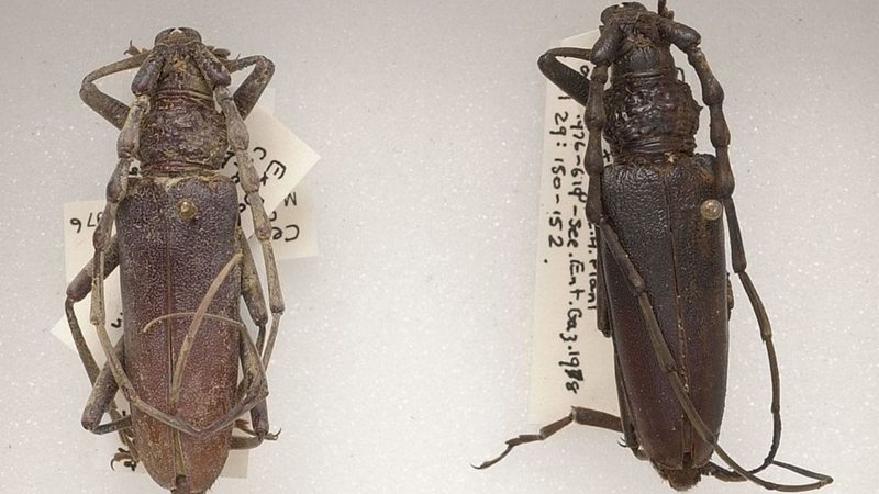 Os besouros foram encontrados em 1970 - Divulgação/Museu de História Natural de Londres