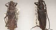 Os besouros foram encontrados em 1970 - Divulgação/Museu de História Natural de Londres