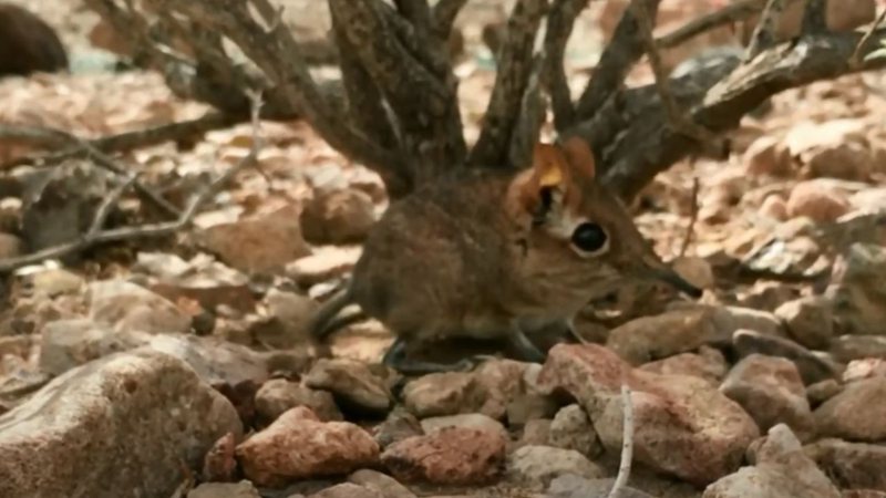 Trecho do vídeo onde o animal é filmado - Divulgação/YouTube/Association Djibouti Nature/24.07.2020