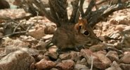 Trecho do vídeo onde o animal é filmado - Divulgação/YouTube/Association Djibouti Nature/24.07.2020