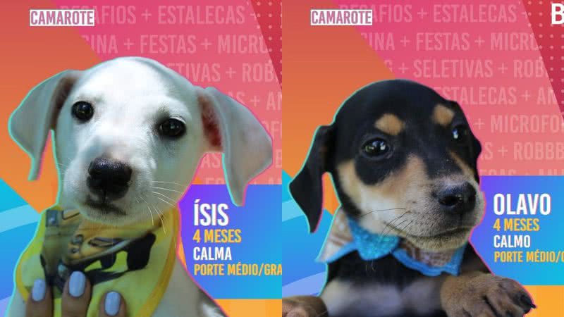 Candidatos à adoção do Big Dog Brasil - Divulgação/ Prefeitura de Novo Hamburgo