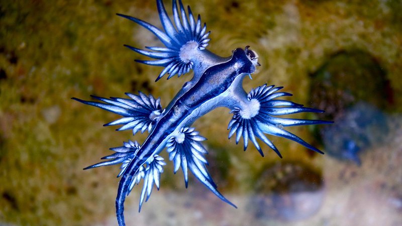 Dragão Azul, o ‘Glaucus atlanticus’ - Sylke Rohrlach via Wikimedia Commons