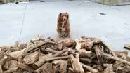 Bobi, o cão mais velho do mundo - Divulgação/Guinness World Record
