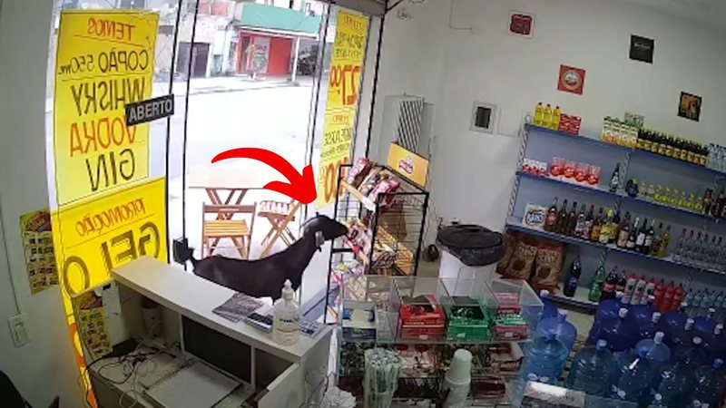 Trecho de vídeo mostrando o 'furto' do animal - Divulgação/ Redes Sociais