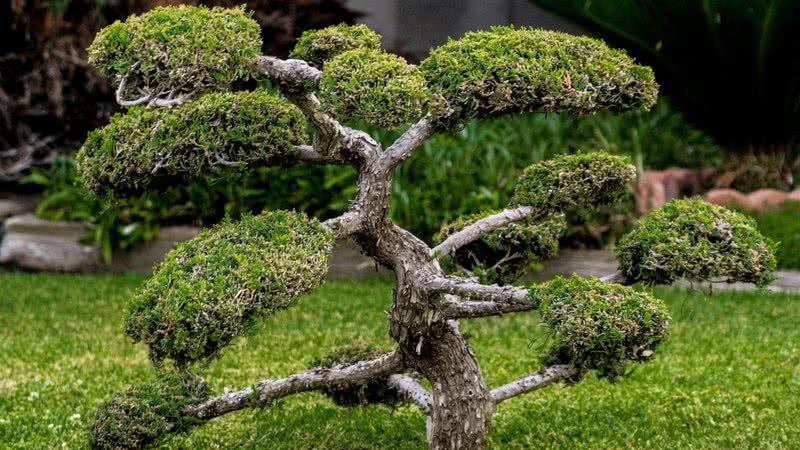 Imagem meramente ilustrativa de um bonsai