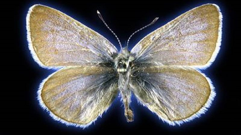 A extinta borboleta azul Xerces - Divulgação/Field Museum
