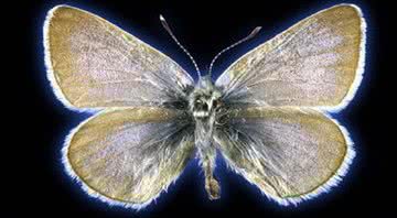 A extinta borboleta azul Xerces - Divulgação/Field Museum
