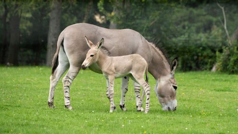Curious donkey with ‘zebra legs’ born at UK zoo