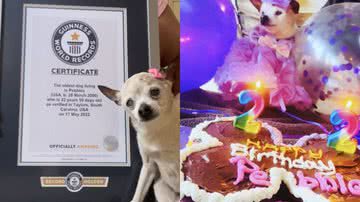 A cadela Pebbles - Divulgação/Guinness World Records
