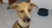 Imagem da cachorrinha Pandora - Divulgação/ Youtube/ SBT News