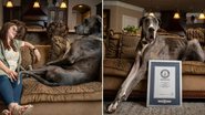 O cachorro Zeus e a tutora do animal - Divulgação/Guinness World Records
