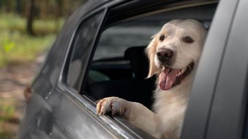 Fotografia meramente ilustrativa de cachorro dentro de carro - Divulgação/ Freepik/ Licença livre