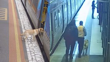 Imagens mostrando o cachorro em momentos diferentes da viagem - Divulgação/ Redes Sociais/ Metro Trains Melbourne