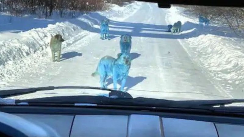 Fotografia de cães com pelo azul, localizados na Rússia - Divulgação/Twitter/@Leviatha99