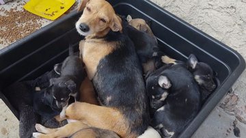 Animais resgatados com vida do incêndio em  Nova Friburgo, no RJ - Divulgação