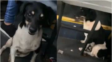 O cãozinho Farofa no ônibus - Divulgação / Instagram / @jmichelgaliassi