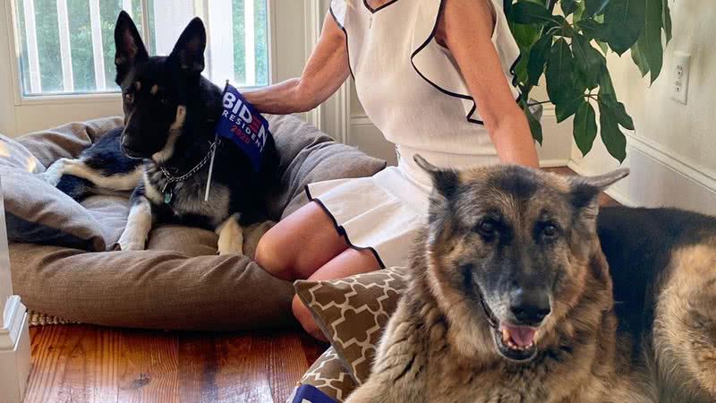 Major e Champ, os cachorros da família Biden - Crédito: Divulgação/Twitter