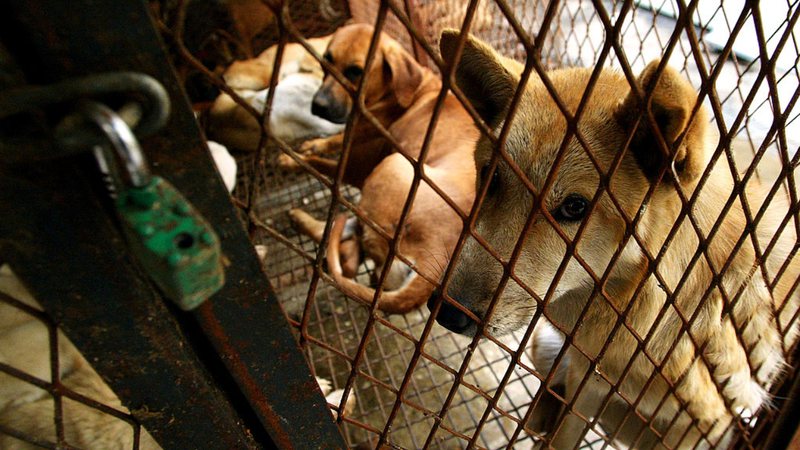 Cachorros em jaulas, na Coreia do Sul - Getty Imagens