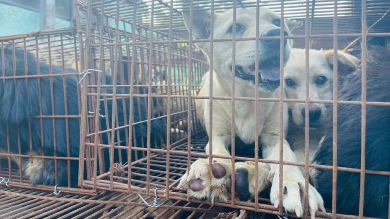Fotografia de cachorros enjaulados resgatados a caminho de Yulin em outros anos - Divulgação/ Humane Society International