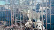 Fotografia de cachorros enjaulados resgatados a caminho de Yulin em outros anos - Divulgação/ Humane Society International