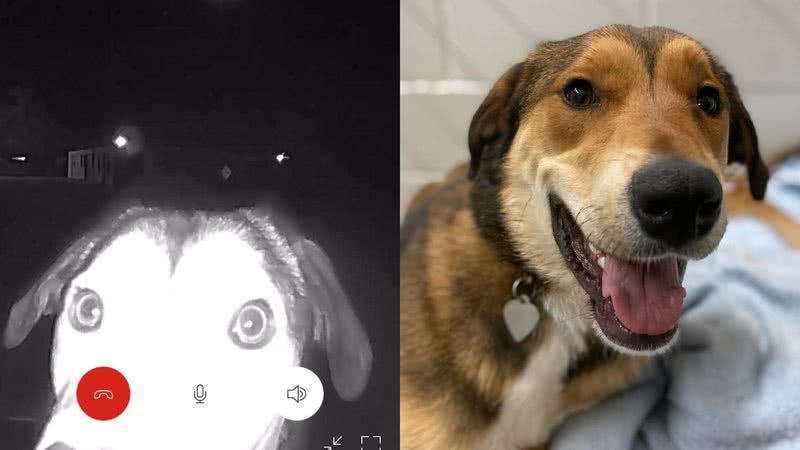 Imagens da cadela em câmera de segurança de abrigo e foto depois de resgatada - Reprodução/Facebook/Animal Rescue League of El Paso