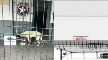 Imagem de um dos cães resgatados e do scanner que os localizou - Divulgação/Receita Federal