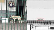 Imagem de um dos cães resgatados e do scanner que os localizou - Divulgação/Receita Federal