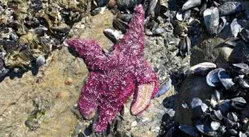 Animal marinho morto em decorrência do calor, em praia canadense - Divulgação/Christopher Harley/University of British Columbia.