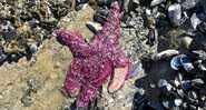 Animal marinho morto em decorrência do calor, em praia canadense - Divulgação/Christopher Harley/University of British Columbia.
