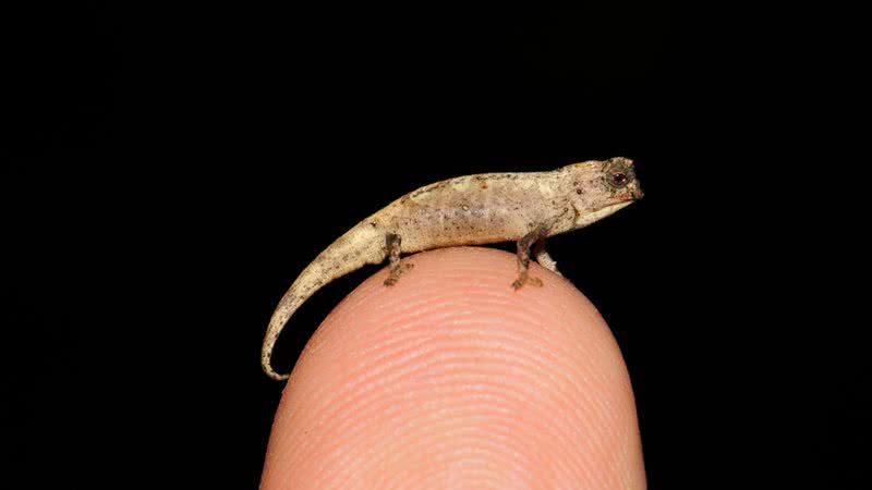 Fotografia do minúsculo camaleão - Divulgação/Frank Glaw