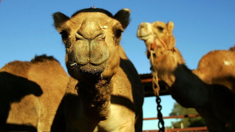Imagem ilustrativa de camelos