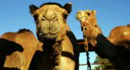 Imagem ilustrativa de camelos - Getty Images