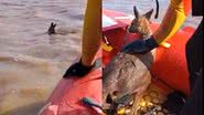 Canguru sendo resgatado na Austrália - Divulgação/Twitter/@slsnsw