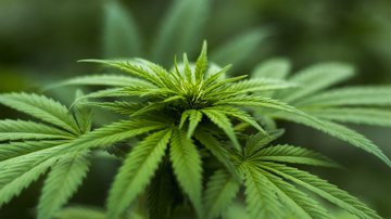 Imagem ilustrativa da planta cannabis - PixaBay/HerbalHemp