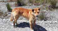 Fotografia do Cão cantor - Divulgação / New Guinea Highland Wild Dog Foundation