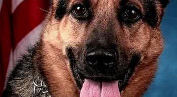 Fotografia do cão farejador - Divulgação / Departamento de Combate às Drogas