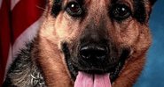 Fotografia do cão farejador - Divulgação / Departamento de Combate às Drogas
