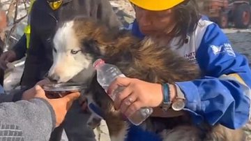 Na Turquia, equipes de resgate retiram o cão Alex dos escombros do terremoto - Reprodução/Vídeo