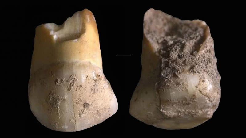Dente encontrado na Itália - Divulgação/Journal of Human Evolution