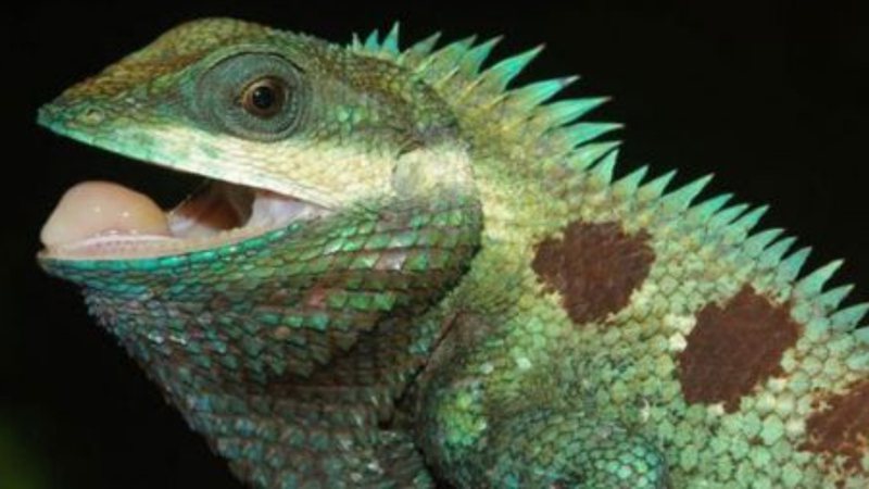 Um dos lagartos descobertos nos EUA - Divulgação/Facebook/Centro de Conservação da Biodiversidade de Angkor