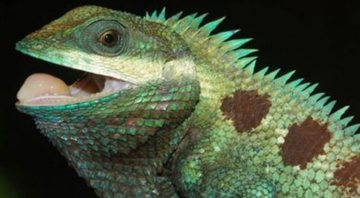 Um dos lagartos descobertos nos EUA - Divulgação/Facebook/Centro de Conservação da Biodiversidade de Angkor