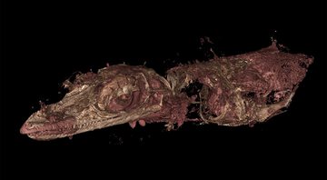 Reconstrução digital do lagarto ‘Oculudentavis naga’ - Divulgação/Edward Stanley/Florida Museum