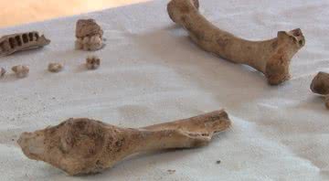 Imagem dos ossos de macacos encontrado no Castelo de Nottingham - Divulgação/ITV News/12.05.2021