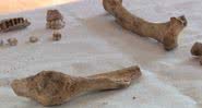 Imagem dos ossos de macacos encontrado no Castelo de Nottingham - Divulgação/ITV News/12.05.2021