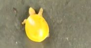 Cena do vídeo que mostra a tartaruga amarela - Divulgação/Twitter