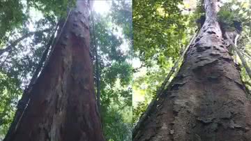 Imagens da árvore mis alta da Amazônia - Reprodução / Vídeo